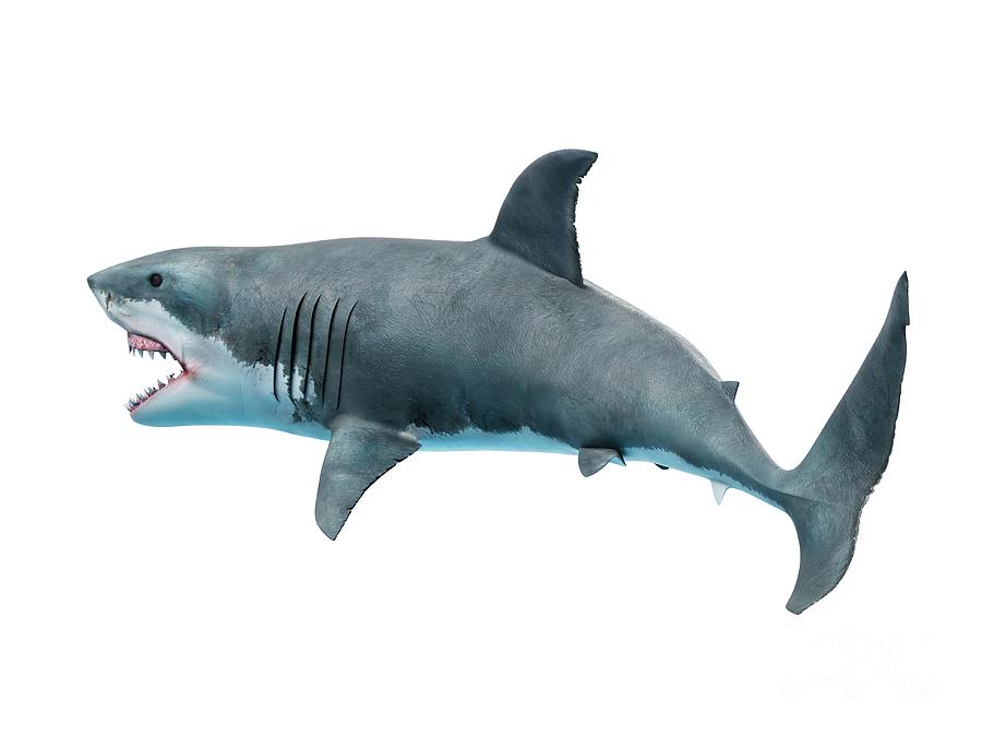 Great White Shark #9 Photograph by Sebastian Kaulitzki/science Photo Library