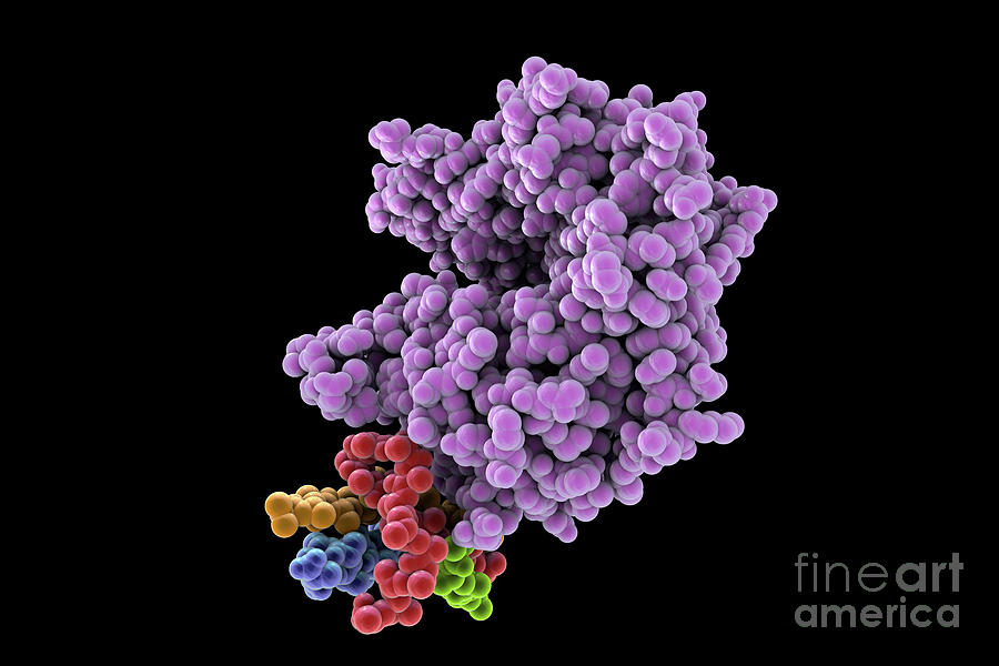 Human Ace2 Receptor Molecule #9 Photograph by Kateryna Kon/science Photo Library