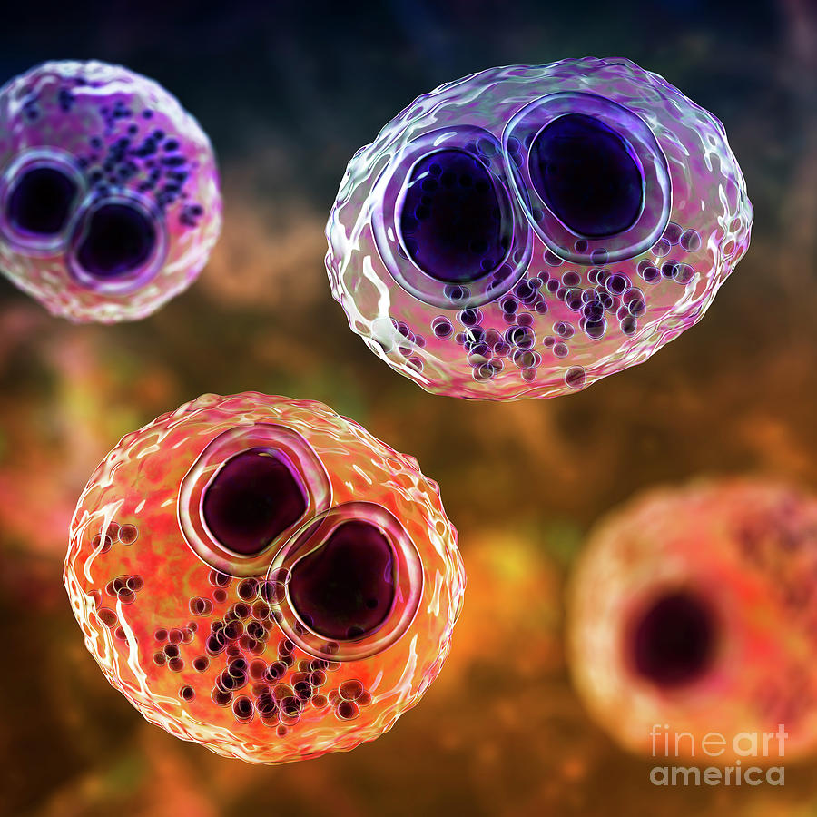 Human Cytomegaloviruses In A Cell Photograph by Kateryna Kon/science ...