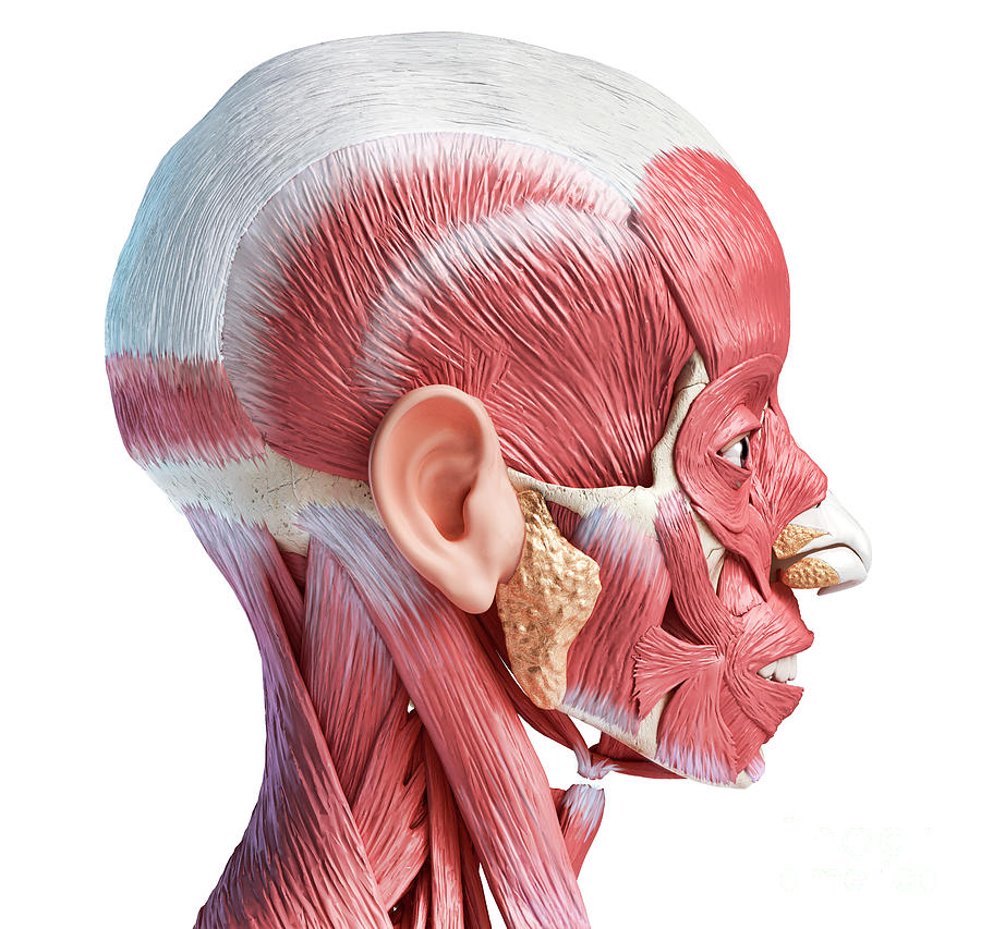Human Head Anatomy Photograph by Leonello Calvetti/science Photo