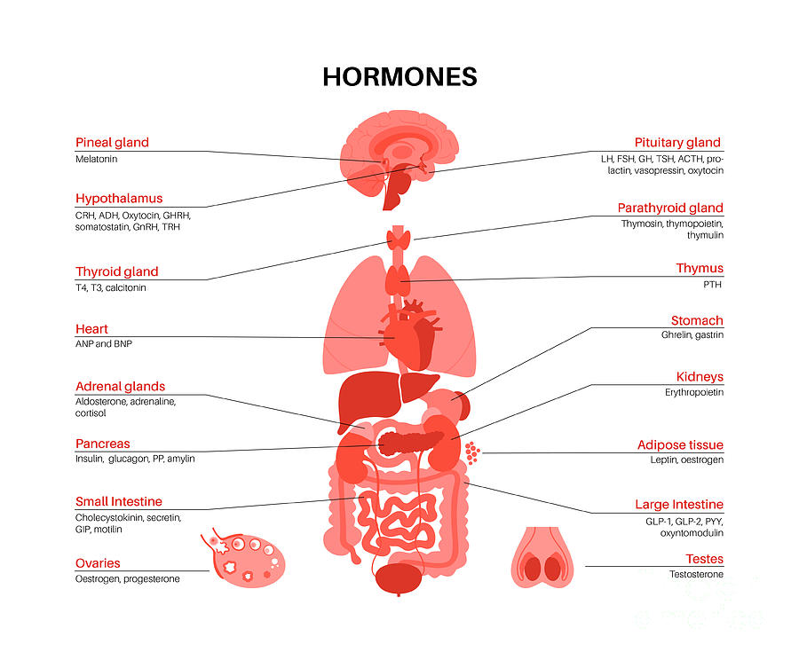 Human Hormones Photograph by Pikovit / Science Photo Library