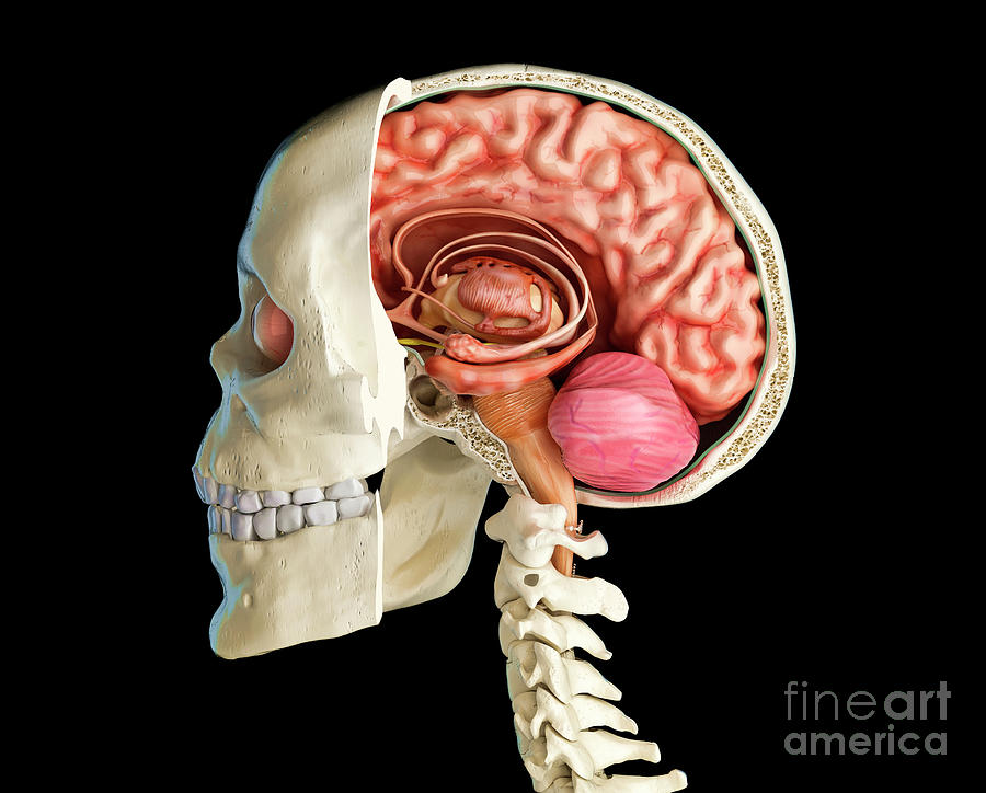 Human Skull Cross-section With Brain #9 Photograph by Leonello  Calvetti/science Photo Library - Pixels