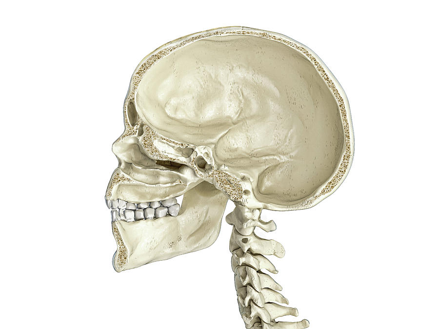 Human Skull Mid Sagittal Cross-section #9 Photograph by Leonello Calvetti