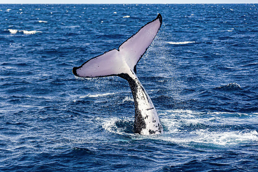 Humpback Whale Megaptera Novaeangliae #9 Photograph by Bruce Shafer