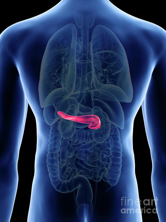 Illustration Of A Mans Pancreas Photograph By Sebastian Kaulitzki