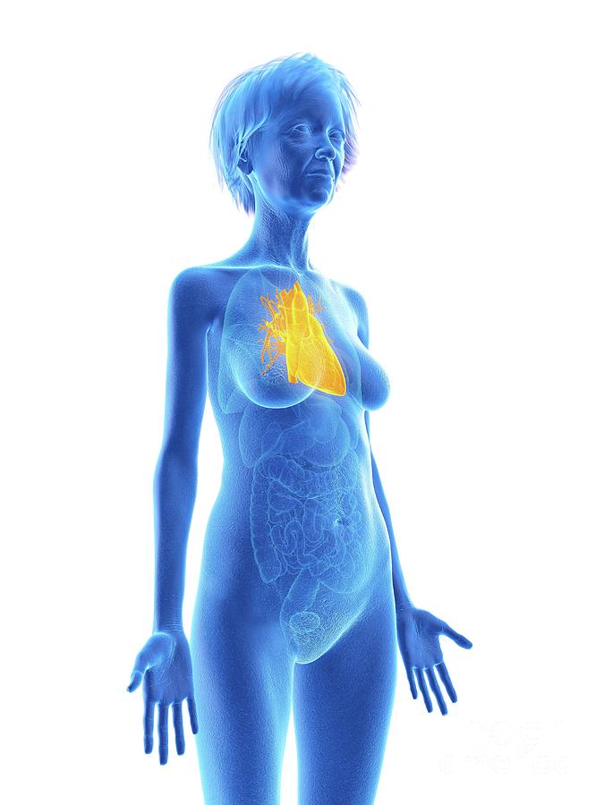 3d Photograph - Illustration Of An Old Womans Heart by Sebastian Kaulitzki/science Photo Library 3d Photograph - Illustration Of An Old Womans Heart by Sebastian Kaulitzki/science Photo Library