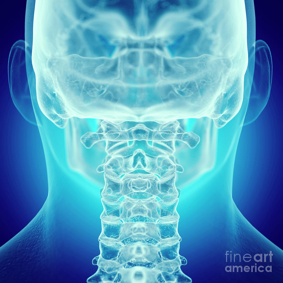 Illustration Of The Cervical Spine Photograph by Sebastian Kaulitzki ...