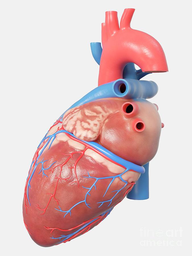 Illustration Of The Human Heart Anatomy Photograph by Sebastian ...