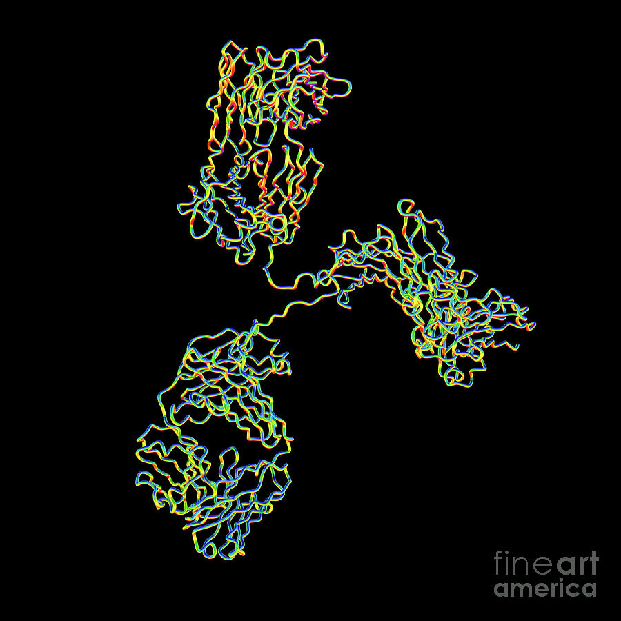 Immunoglobulin G Antibody #9 Photograph by Kateryna Kon/science Photo Library