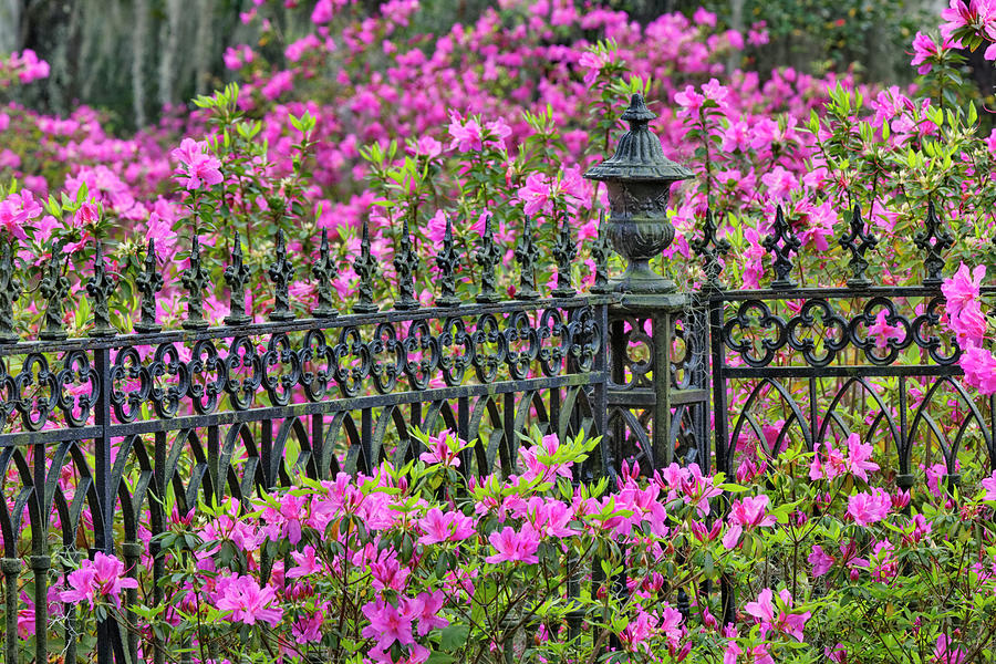 Adam Jones Photograph - Iron Fence And Azaleas In Full Bloom #9 by Adam Jones