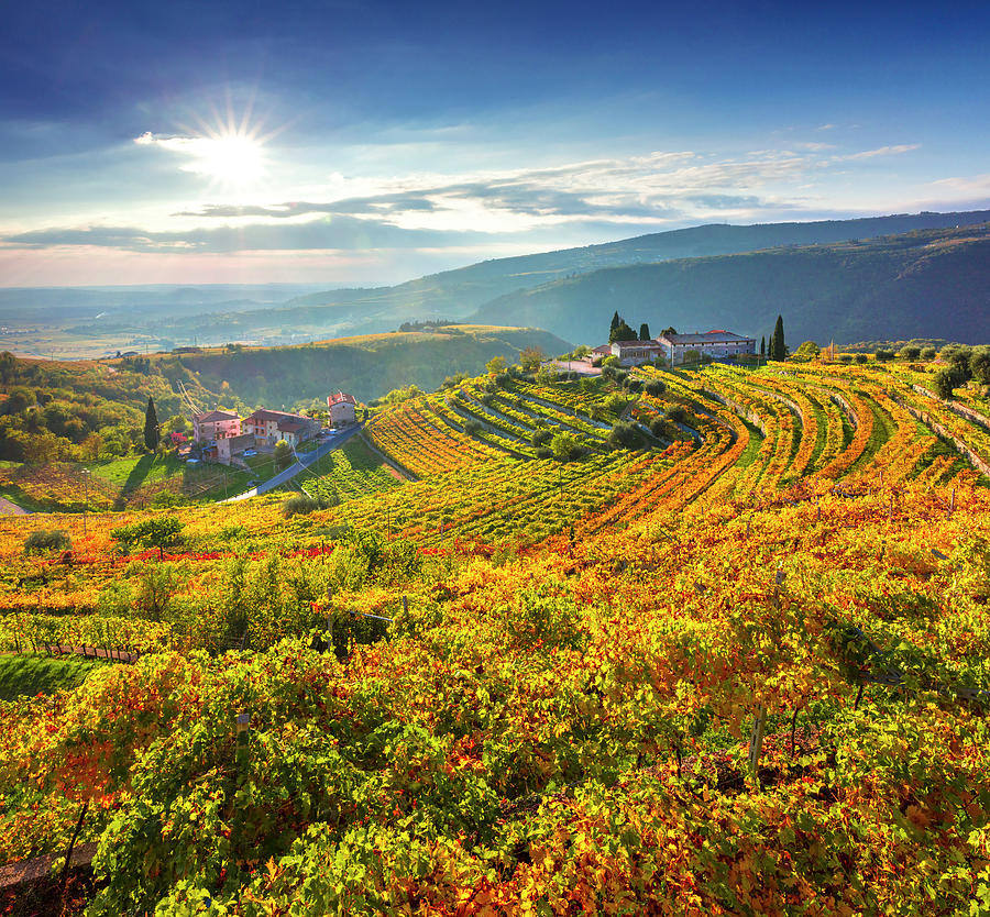 Italy, Veneto, Verona District, Valpolicella, Fumane, Typical Landscape, Vineyards #9 Digital Art by Olimpio Fantuz