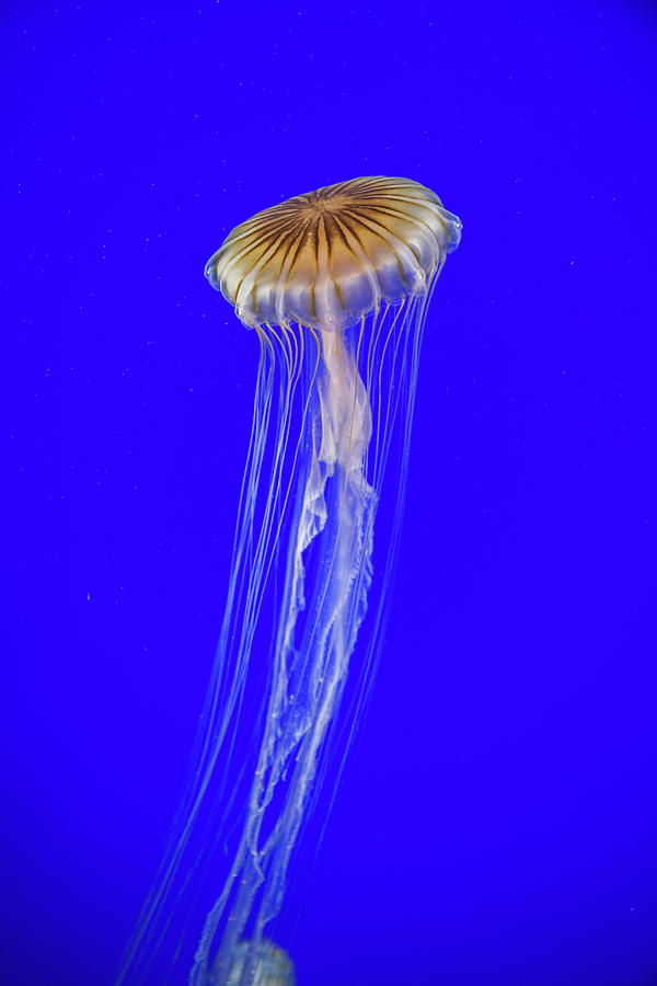 Japanese Jellyfish #9 Photograph by Kenny Thomas
