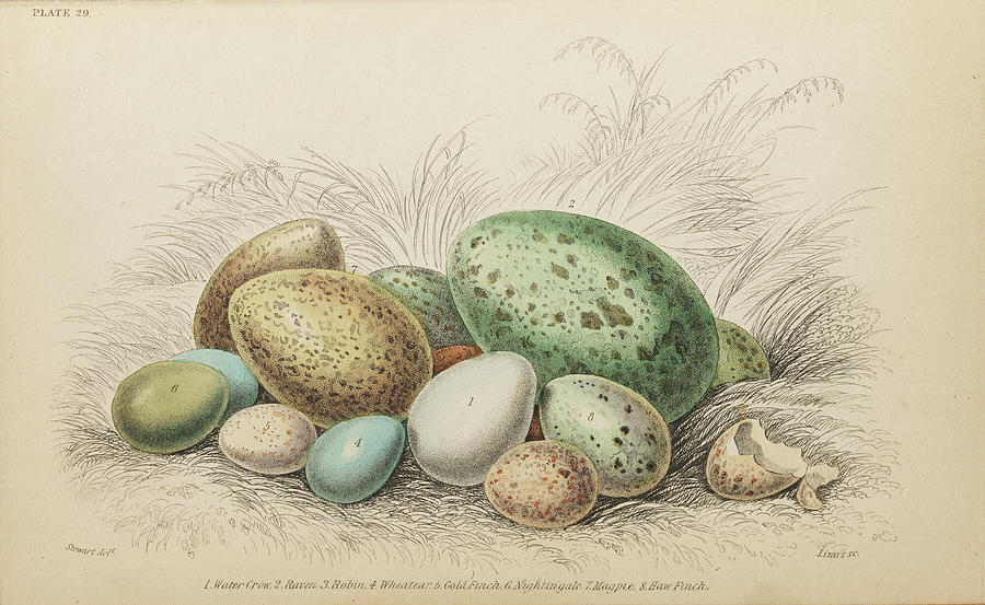 Bird Drawing - Jardines Naturalists Library. Vol 2 #9 by William Jardine
