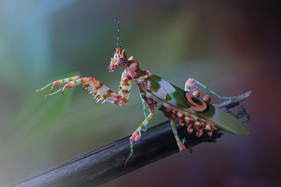 Insects Photograph - 9 by Jimmy Hoffman