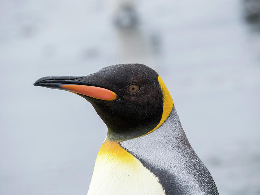 Atlantic Photograph - King Penguin Rookery On Salisbury Plain #9 by Martin Zwick