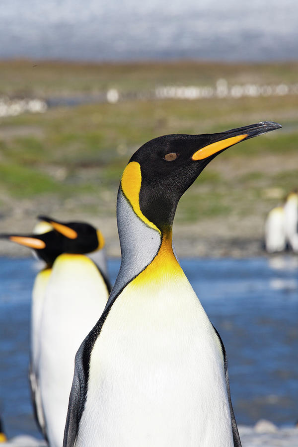 King Penguins, Aptenodytes Patagonicus, St. Andrews Bay, South Georgia ...