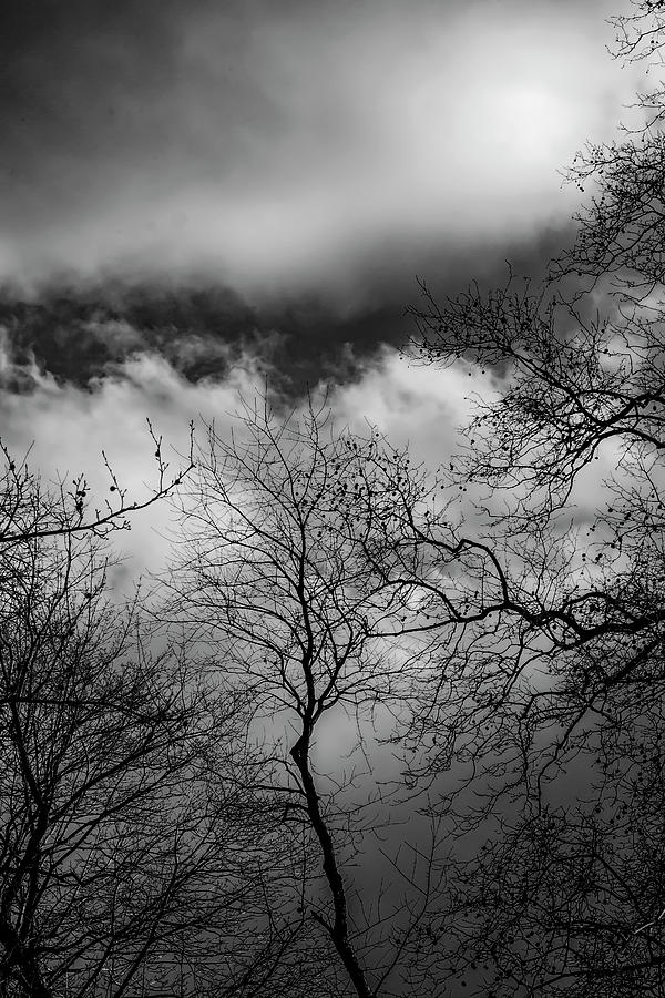 Late Afternoon Clouds Sky and Trees #9 Photograph by Robert Ullmann
