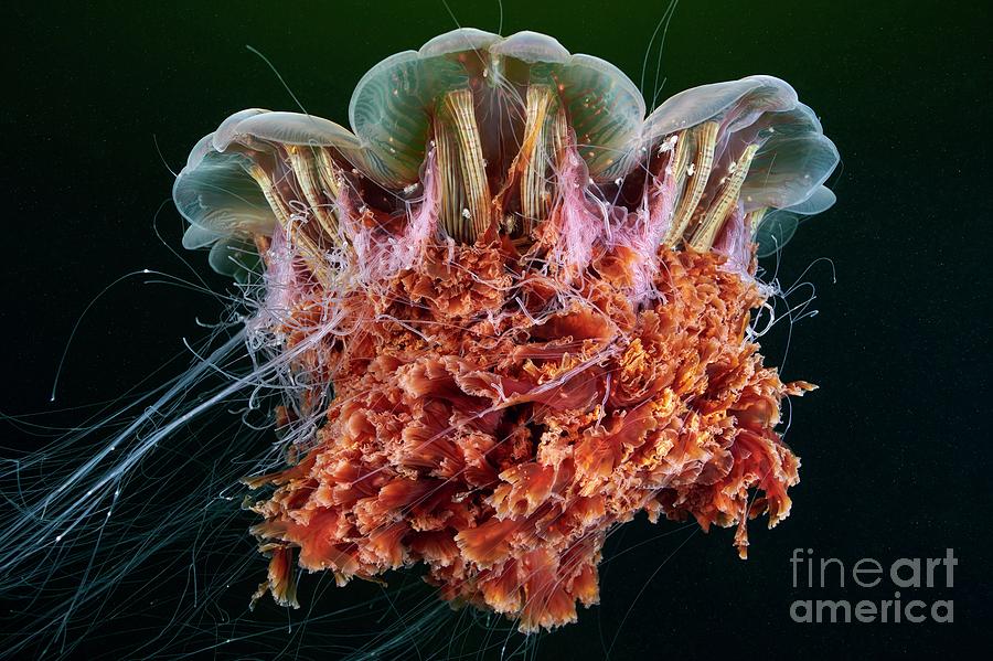 Lion S Mane Jellyfish Photograph By Alexander Semenov Science Photo Library Pixels