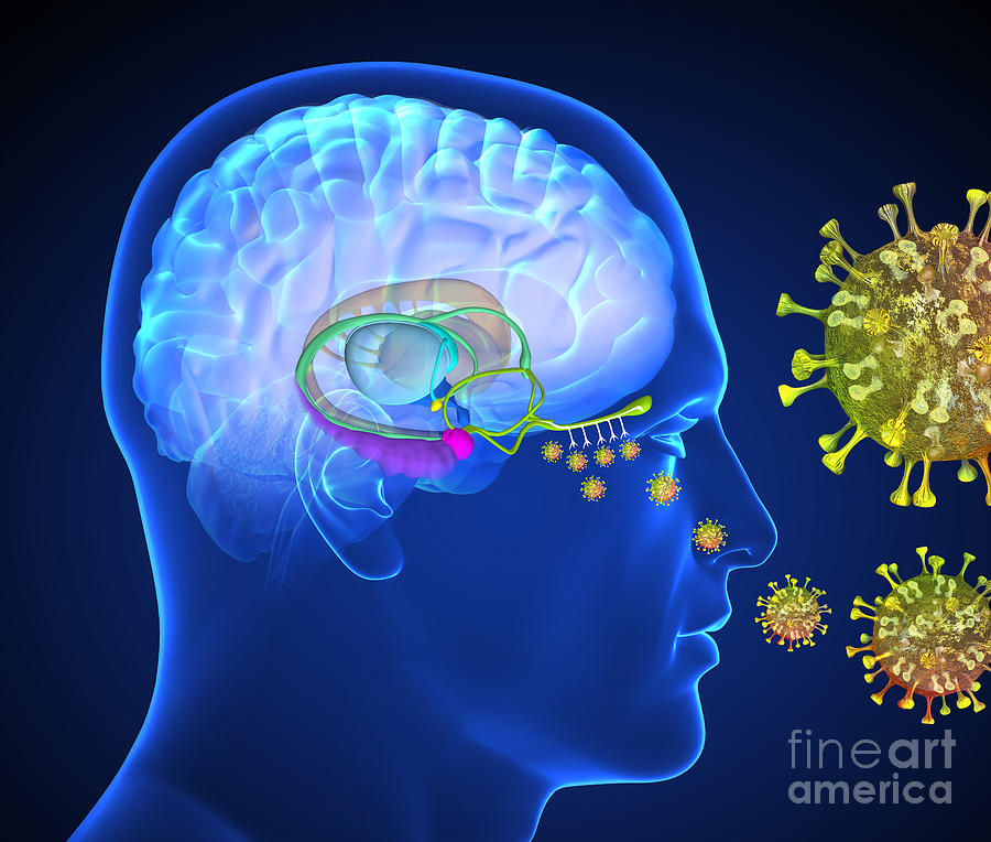 Loss Of Smell In Covid-19 Photograph By Fernando Da Cunha/science Photo ...