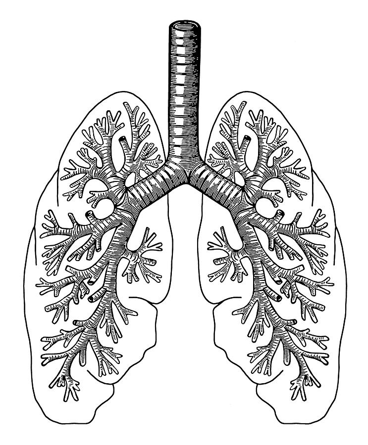 Lungs Drawing by CSA Images - Fine Art America