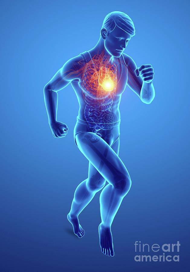 Artwork Photograph - Man With Chest Pain by Pixologicstudio/science Photo Library Artwork Photograph - Man With Chest Pain by Pixologicstudio/science Photo Library