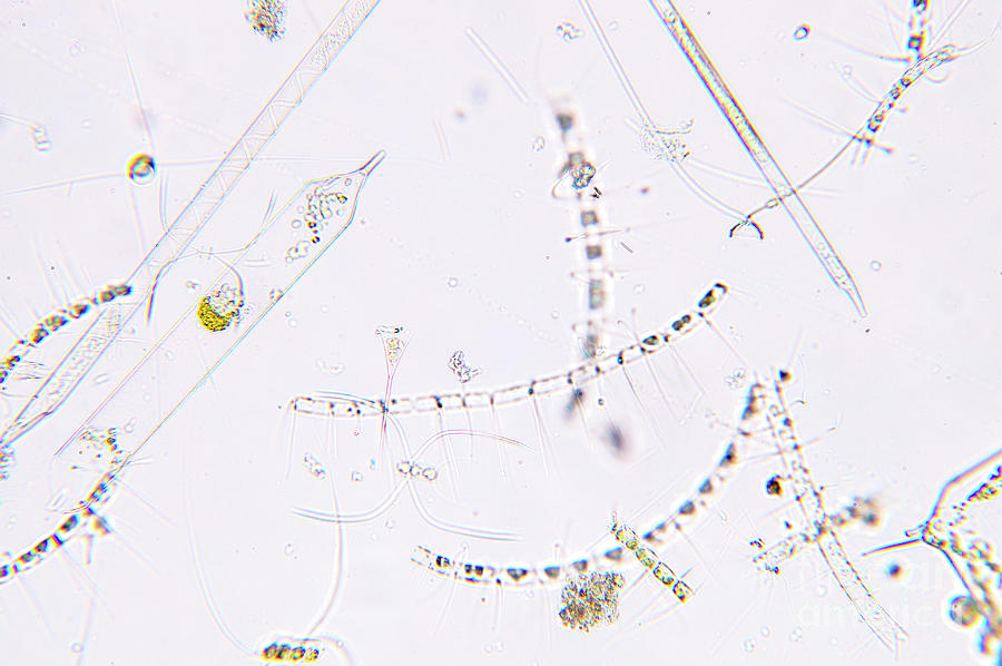 Marine Plankton #9 Photograph by Choksawatdikorn / Science Photo Library
