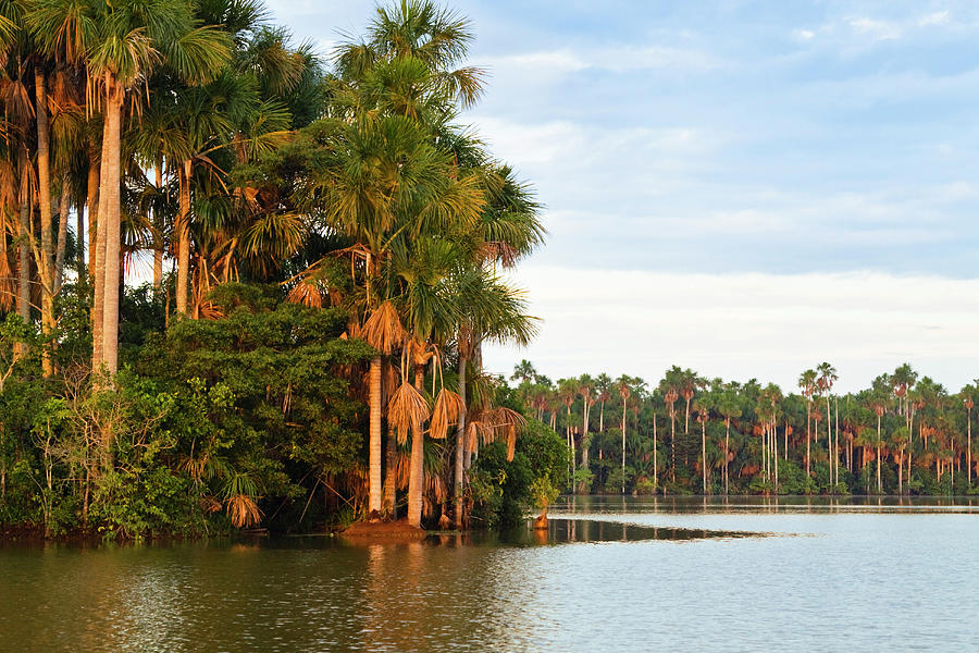 Mauriti Palm Trees, Buriti, Moriche Palms, At Sandoval Lake, Mauritia ...