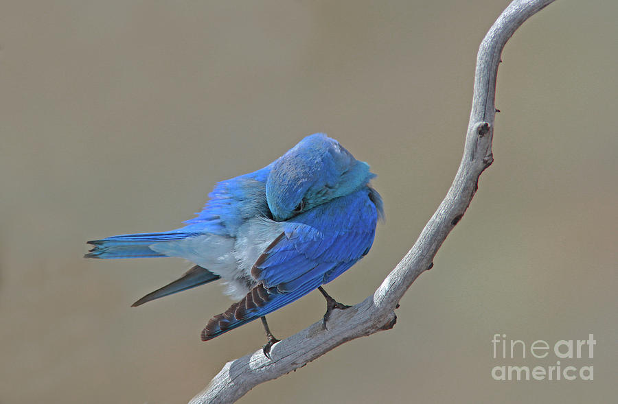 Mountain Bluebird Photograph - Mountain Bluebird by Gary Wing Mountain Bluebird Photograph - Mountain Bluebird by Gary Wing