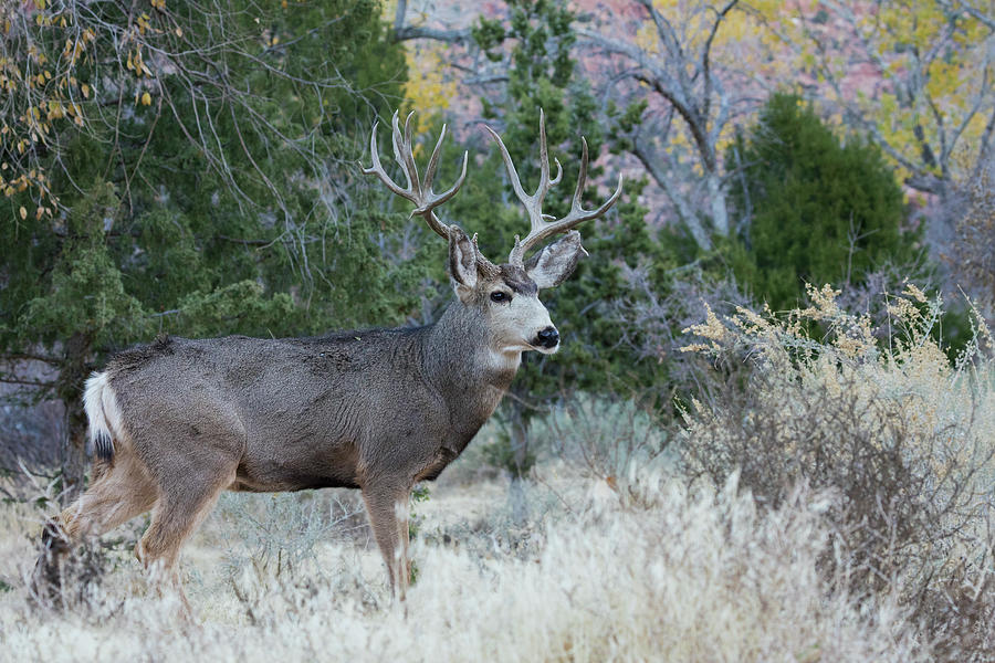Mule Deer Buck Photograph by Ken Archer - Fine Art America