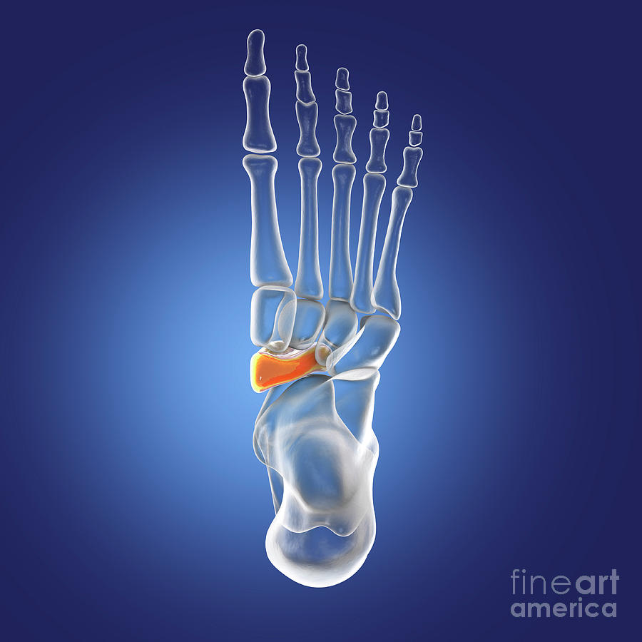 Navicular Bone Photograph by Kateryna Kon/science Photo Library - Fine ...