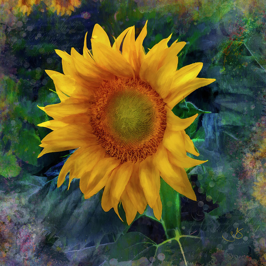 Sunflower Digital Art - Sunflower by Shelley Benjamin Sunflower Digital Art - Sunflower by Shelley Benjamin