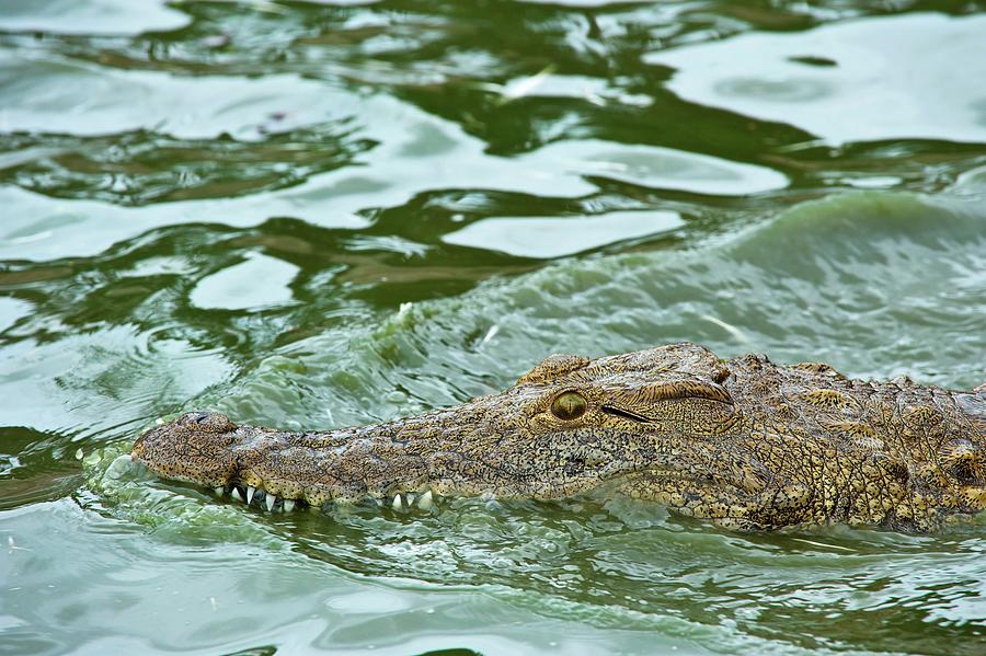 Nile Crocodile (crocodylus Niloticus) Photograph by Roger De La Harpe ...