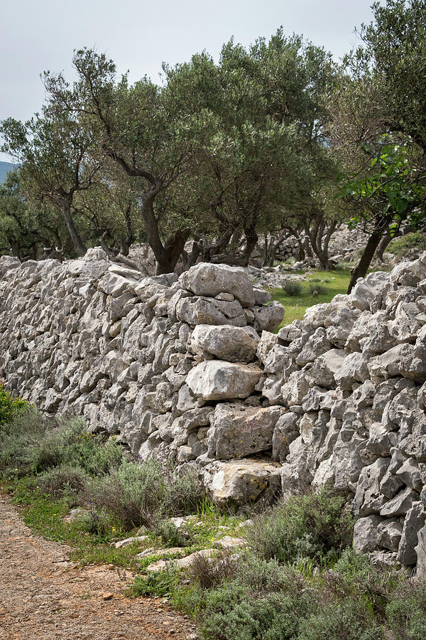 Olive grove and stone walls near the city of Cres Photograph by Stefan ...