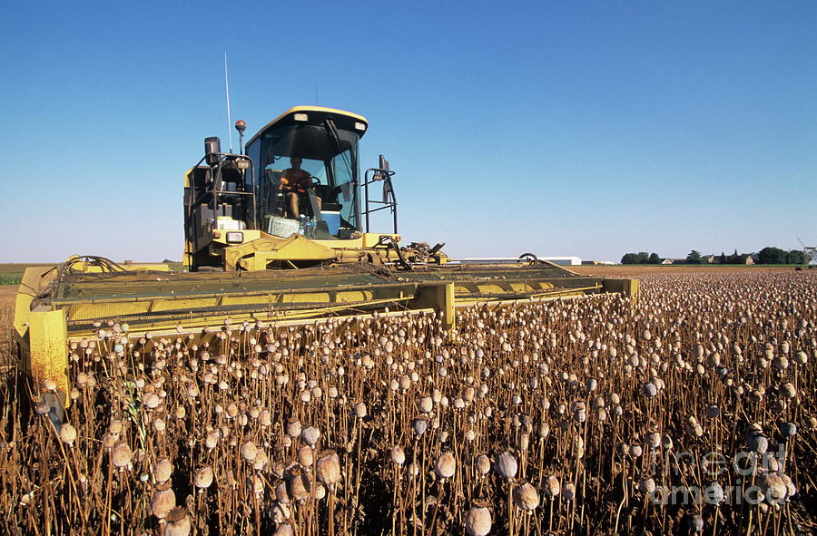 Opium Poppy Harvest Photograph by Philippe Psaila/science Photo Library ...