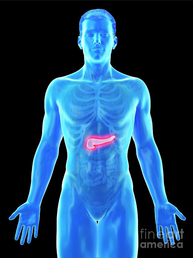 Pancreas Anatomy #9 Photograph by Sebastian Kaulitzki/science Photo Library