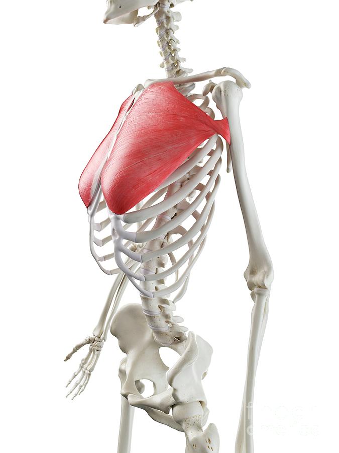 Pectoralis Major Muscle by Sebastian Kaulitzki/science Photo Library