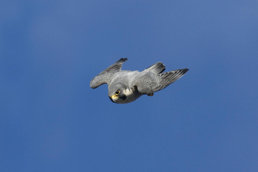 Peregrine Falcon #9 Photograph by James Zipp