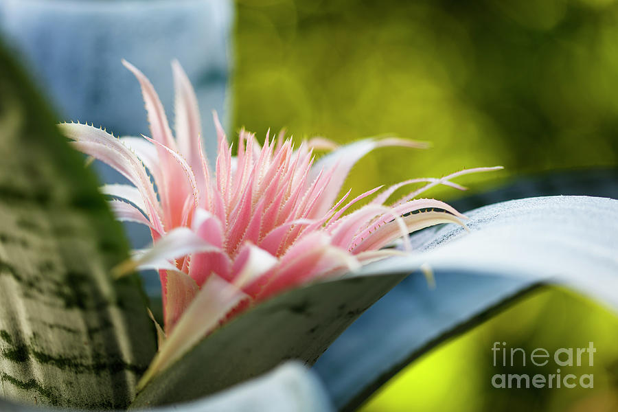 Pink Bromeliad Flower #9 Photograph by Raul Rodriguez