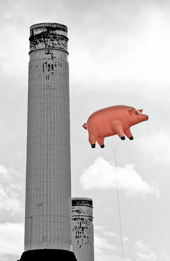 London Photograph - Pink Floyd Pig at Battersea #10 by Dawn OConnor