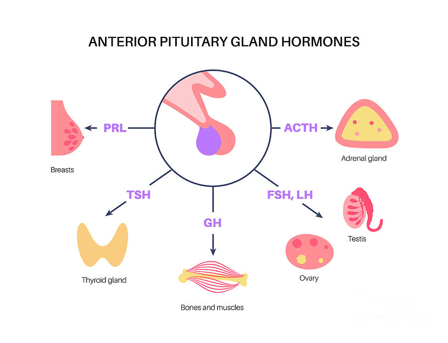 Pituitary Gland Hormones Photograph by Pikovit / Science Photo Library ...