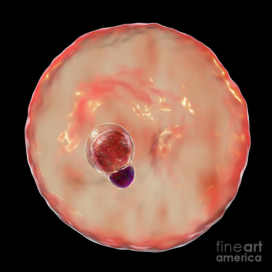 Plasmodium Malariae Inside Red Blood Cell #9 Photograph by Kateryna Kon/science Photo Library