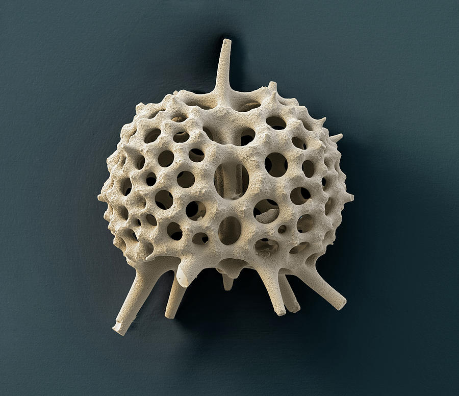 Radiolarian, Sem #9 Photograph by Oliver Meckes EYE OF SCIENCE