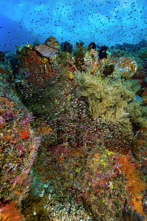 Reef Scene In Halmahera, Indonesia #9 Photograph by Bruce Shafer