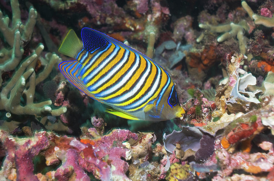 Regal Angelfish #9 Photograph by Georgette Douwma