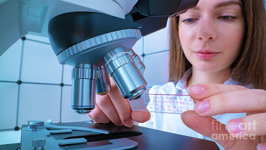 Researcher Using Microscope Photograph By Wladimir Bulgar Science Photo