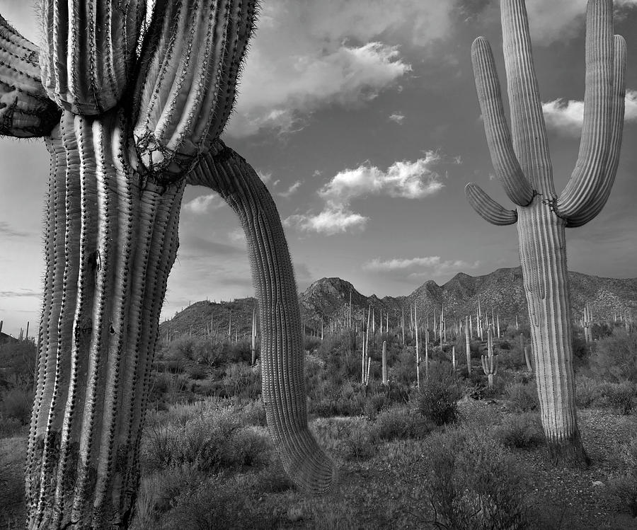 Saguaro Cacti, Arizona #9 Photograph by Tim Fitzharris