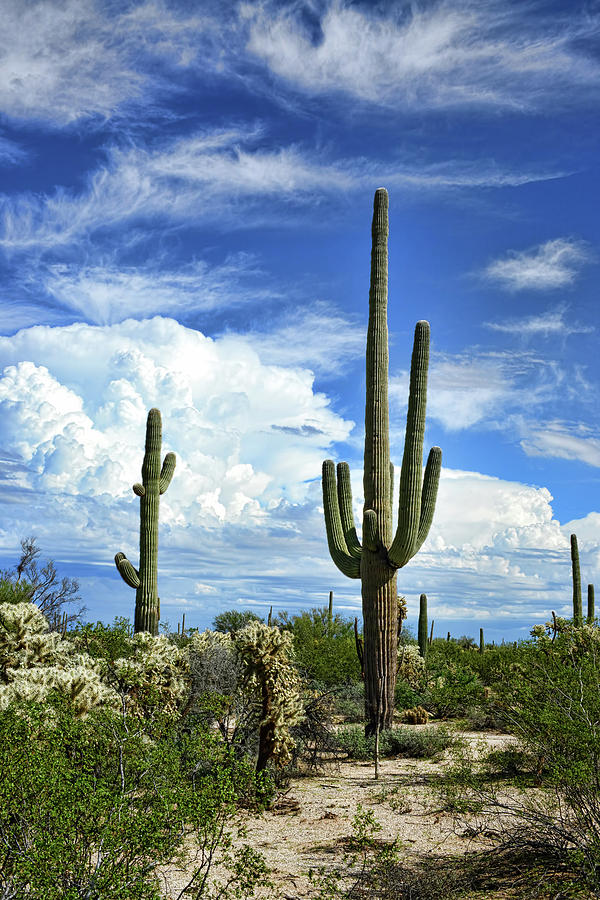 Saguaro Cactus cereus giganteus Sonora Desert Photograph by Paul Moore ...