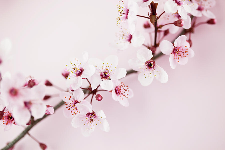 Sakura Cherry Blossom Photograph by Catlane