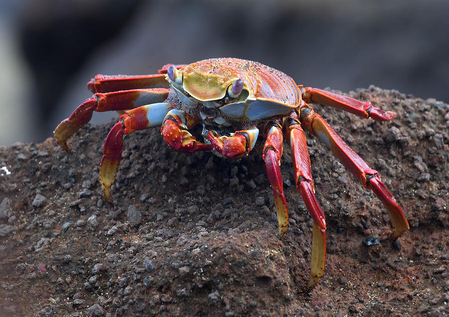 Sally Lightfoot Crab Photograph by Michael Lustbader