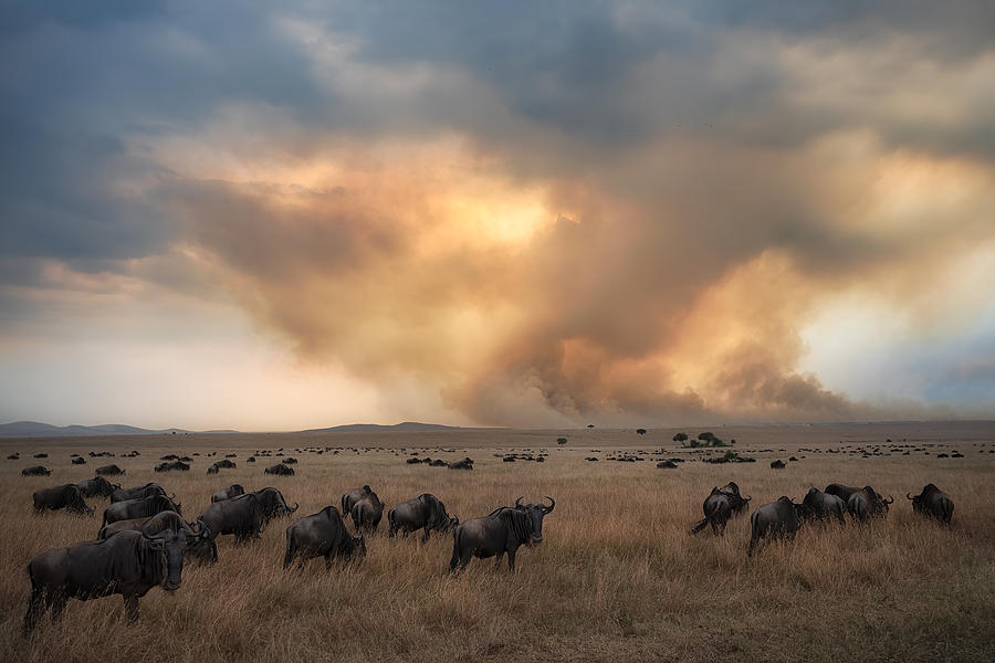 Buffalo Photograph - Savannah Burning #9 by Roberto Marchegiani
